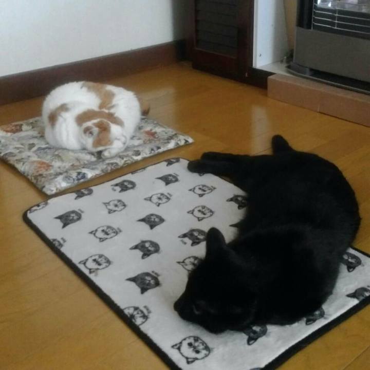 594065da fdb6 47d7 97e7 1a259706fd19