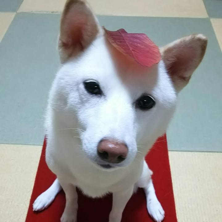 5946b7d7 0d84 47cc a39e 24f4202e0268