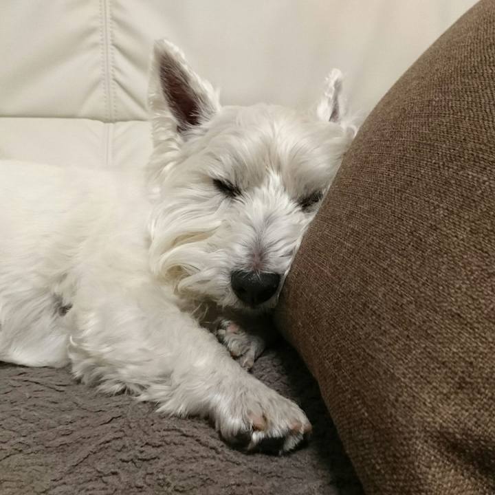 59523bda 2d29 4853 9df4 94f954f20ef2