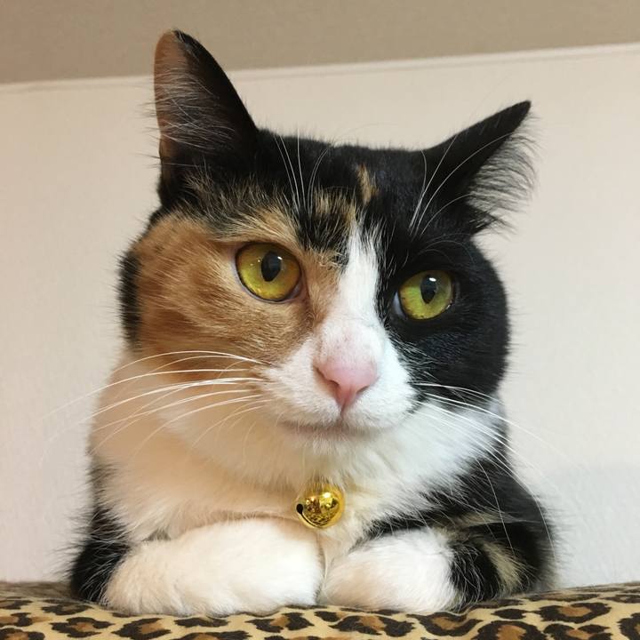 5988d56e cf86 4af3 9527 973487ae0601