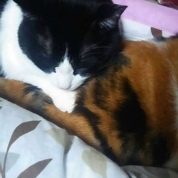 599aad73 652a 4505 99cd 3a06d8da25d4