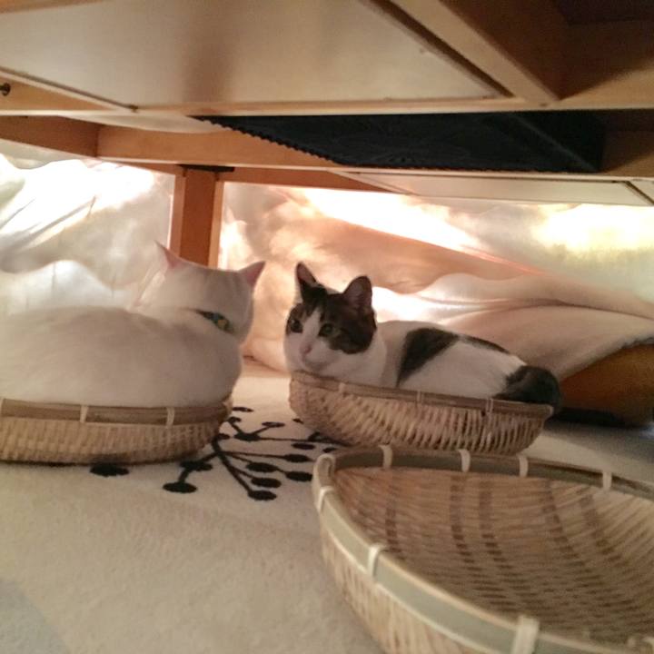 59b3cbe4 4a4c 4cd1 9ee0 151985c1ece6