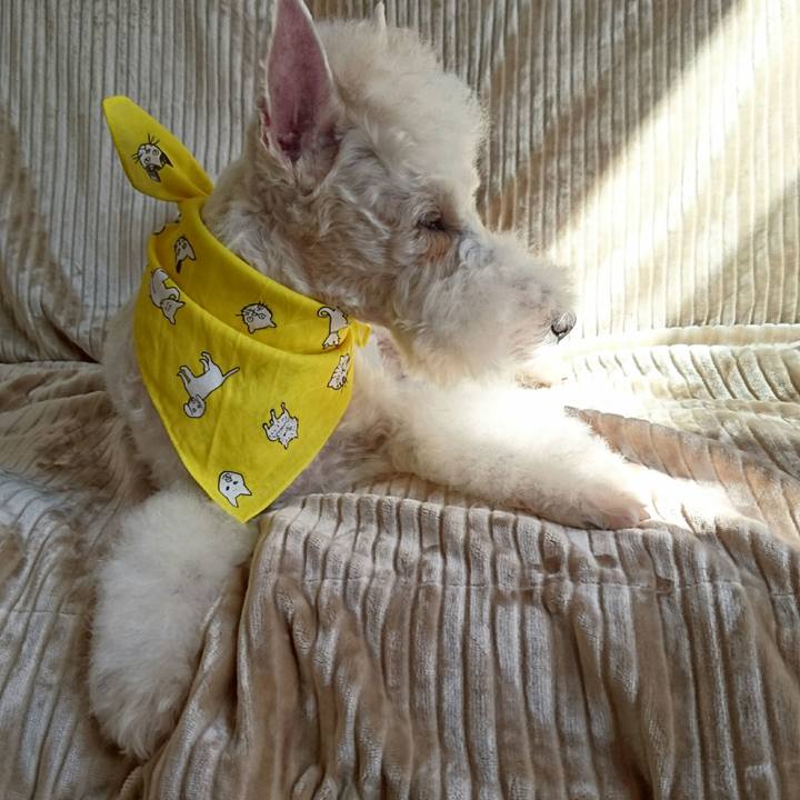 59c98215 60a2 4886 9110 ebd2031a1b86