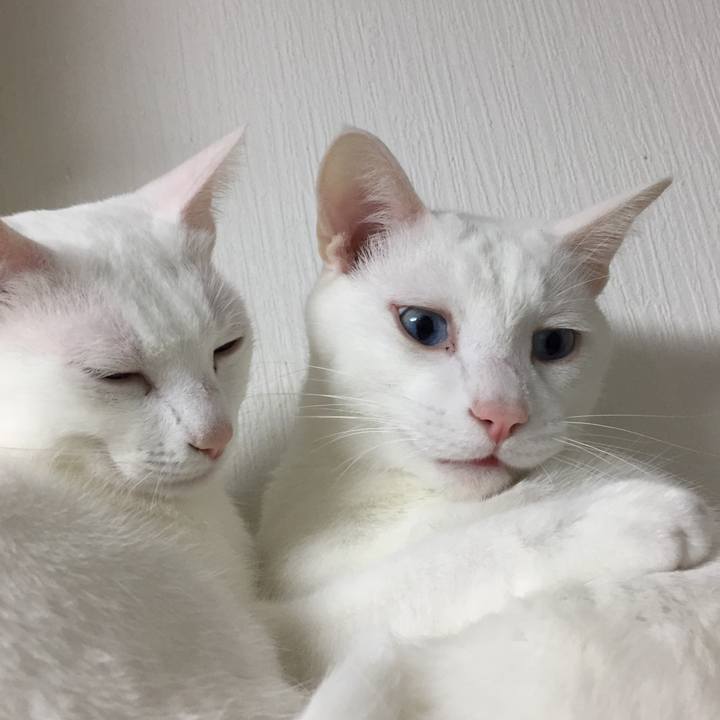 59d42a96 a9dc 4101 b4ab 1224da7451a1