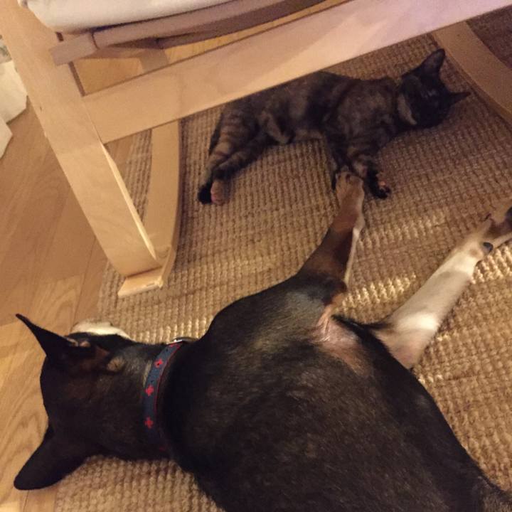 59e5a45c 2fde 40f0 8a2a 6be765630904