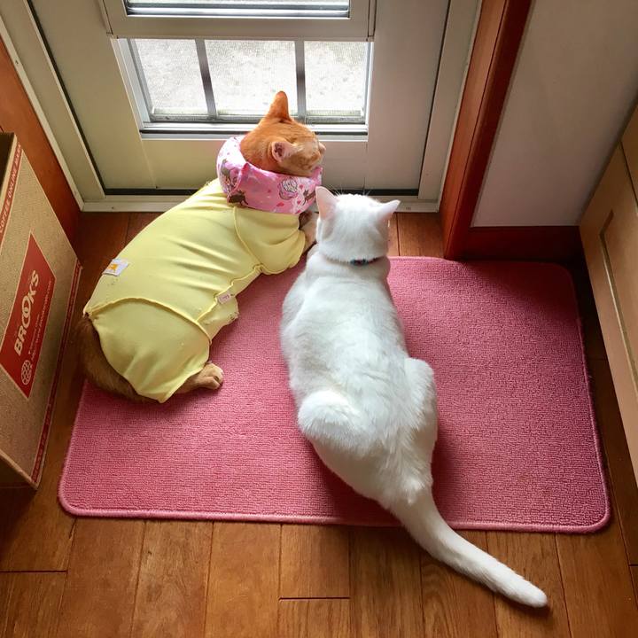 59e905cb cad0 4613 a128 9361c6b03743