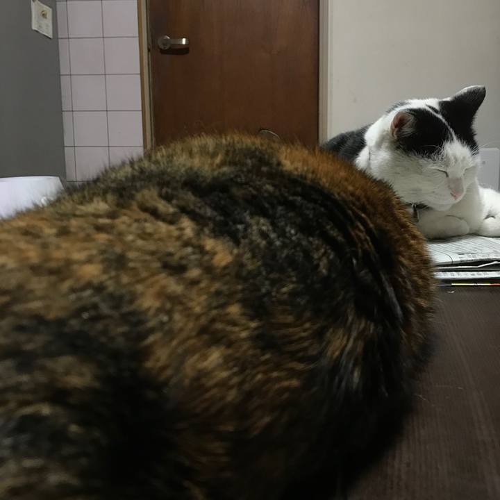 59fecceb 8760 4650 ad5a b1c4c620bab6