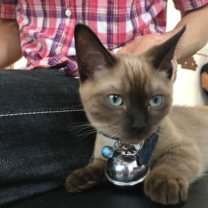 5a03db8c 8f54 4c34 a510 912679e41458