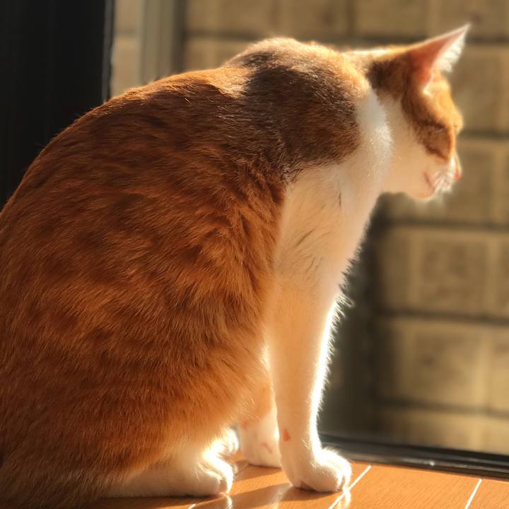 5a053307 ca1d 4c93 bad8 42d8f2ae2044