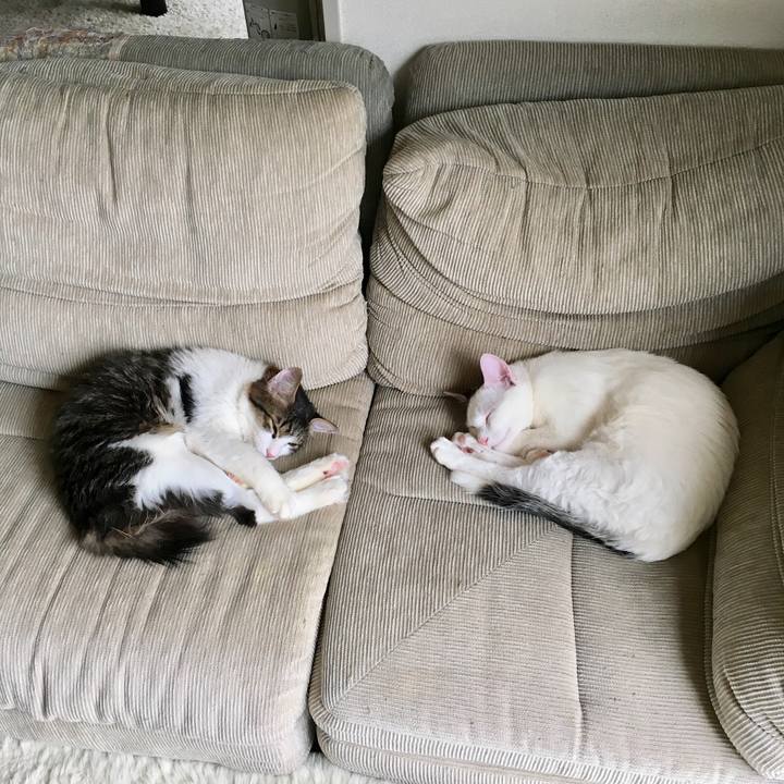 5a0806fb 63a5 4cf4 9c12 9ec60e270a6b