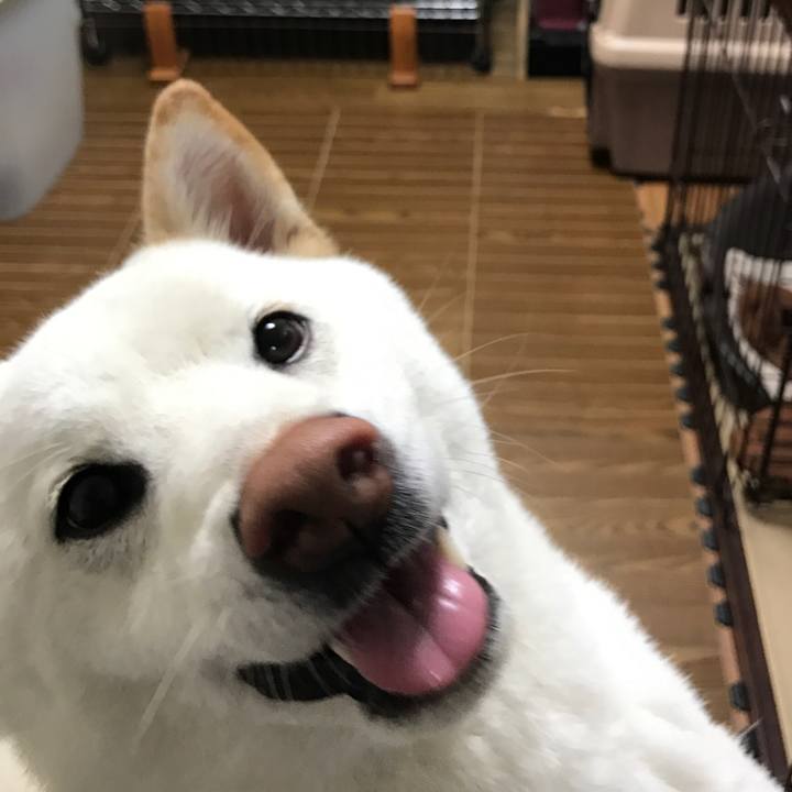 5a0e80c5 11c4 4655 876f a39a92b30a83