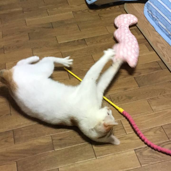 5a0fe9cd 9e89 4f38 9a49 44fcbf2b7012