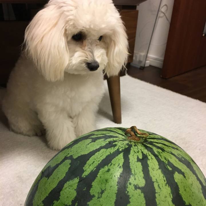 5a1895fd f88a 4fa1 b10c c82c692fe617