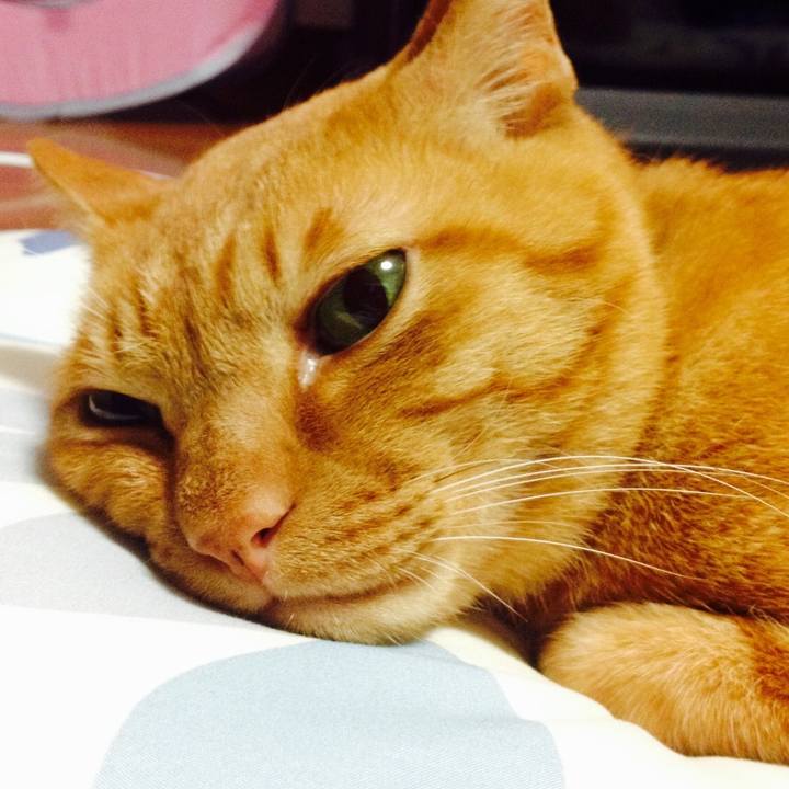 5a1b001e f982 4ee9 bedd 1e349a4cf4d6