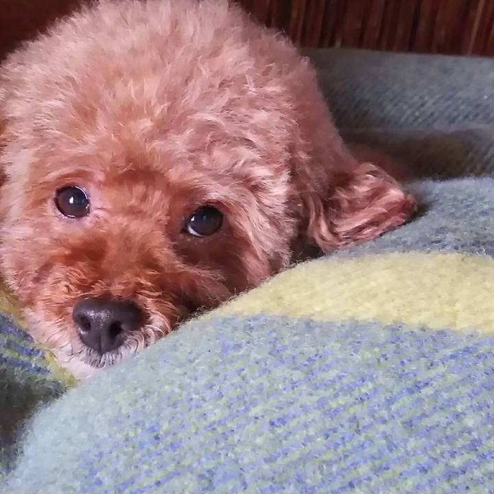 5a2171e2 8231 45fb 8d60 b7d9af973609