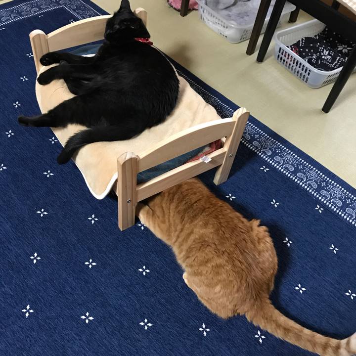 5a22eced 298c 4201 b8e7 71c07a2deb77