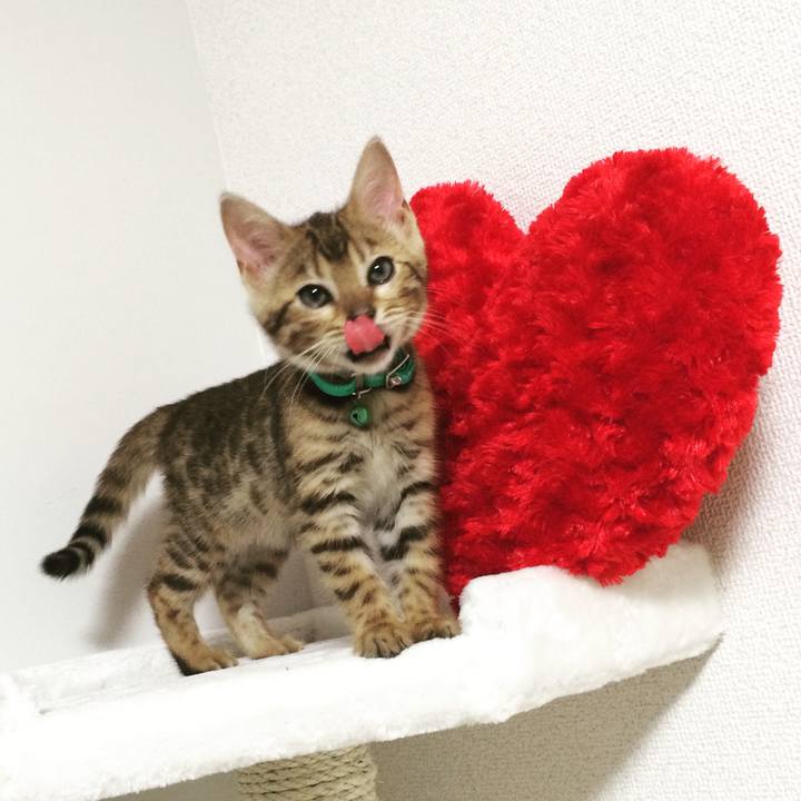 5a31bd15 c109 42ea 918c 3b79cbc4cd64