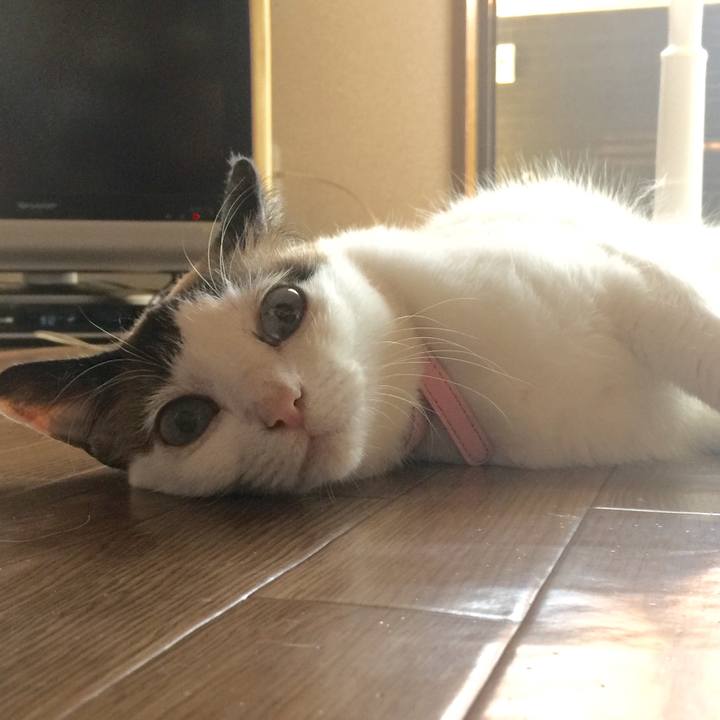 5a3aad34 2d78 45aa 89a5 33054982130a