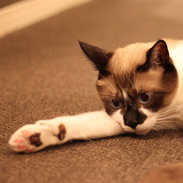 5a470ced 3a7f 4a68 92c4 28f86fdb314a