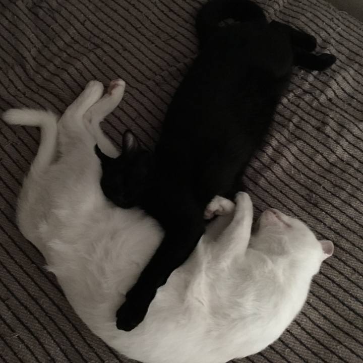 5a473422 ff1b 4f46 a973 4fb8aea8ee39