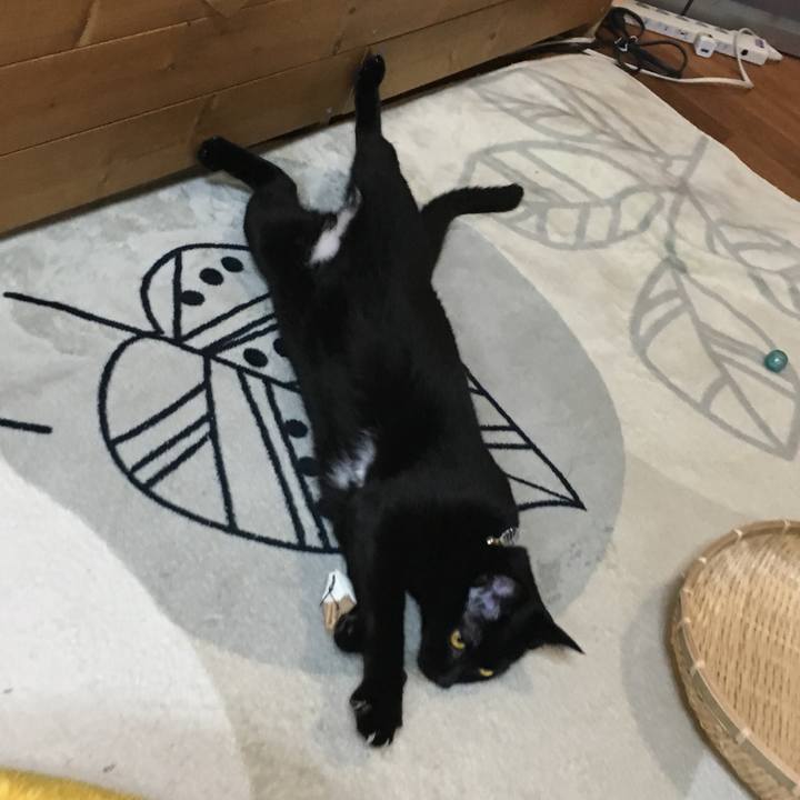 5a4816bc 0660 41bd a300 318b99025e53