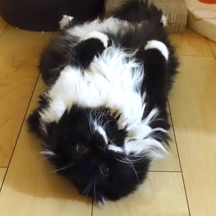 5a4bad7b 4d0a 4491 b863 e6ec19452090