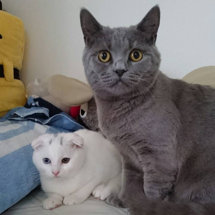 5a62593d 4740 4af9 abbf a1b28bef4436