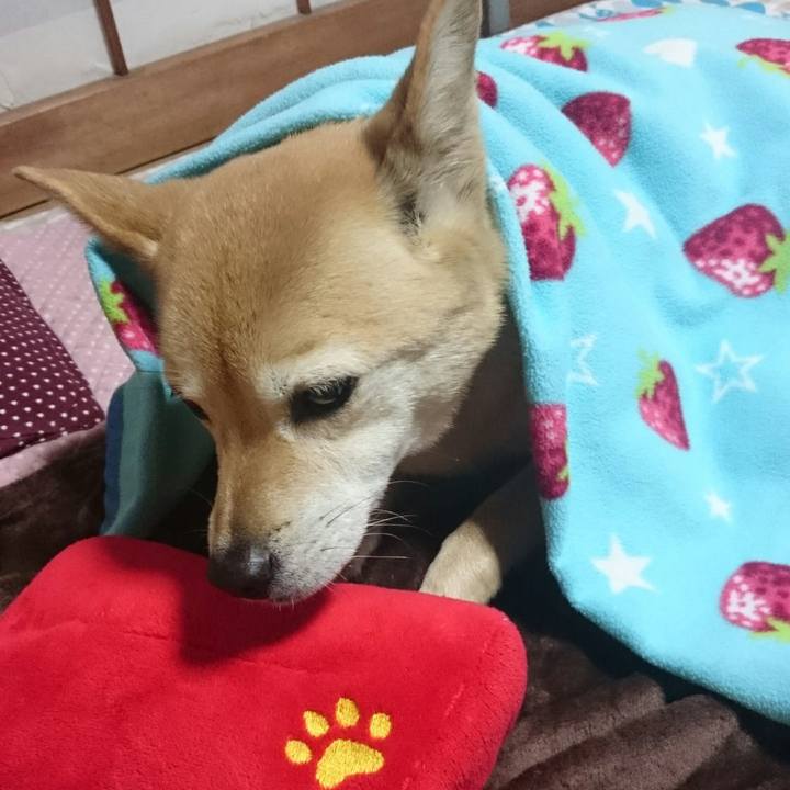 5a698008 dc6f 4677 b9a6 107e2053a71c