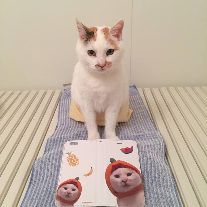 5a6b70c4 8f55 436a 8a2d f8309faf95ae