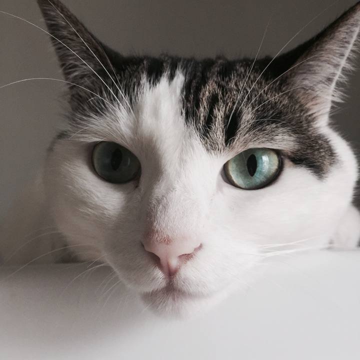 5a780687 57f8 41cf a6aa 198adb705259