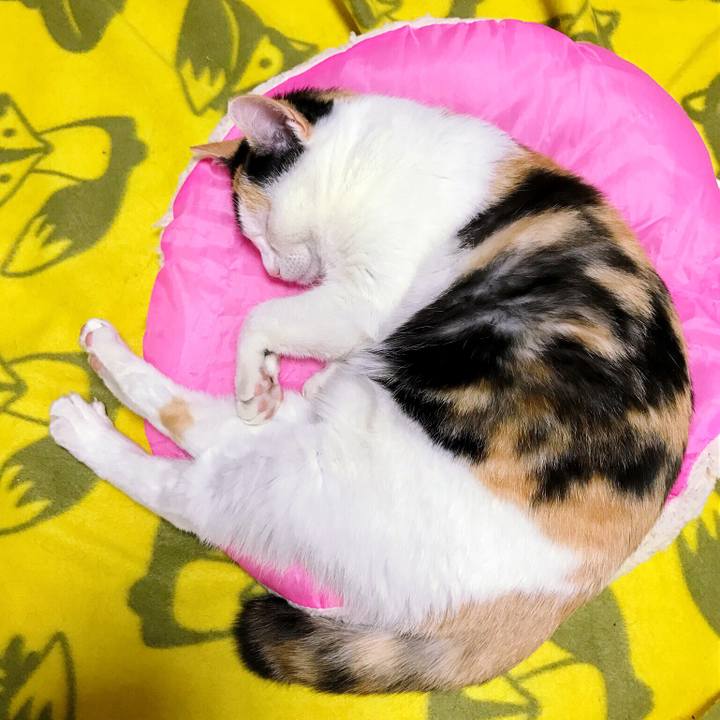 5a7cc95c 5edb 4161 bdcc 83a00acee63a