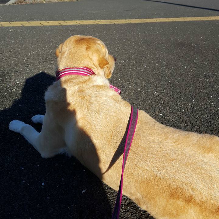 5a890702 535a 442d a902 9139c4598944