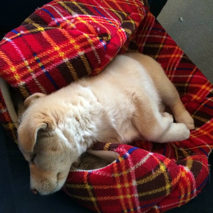 5aa219f3 9d08 44de a14c 4a4701d229e4