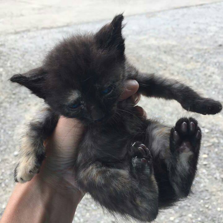 5ab12d0f 7de4 4dcb 8d20 20cf6683e0da