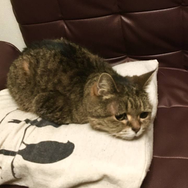 5ab8301d 4174 4143 abc4 971a6c365fa7