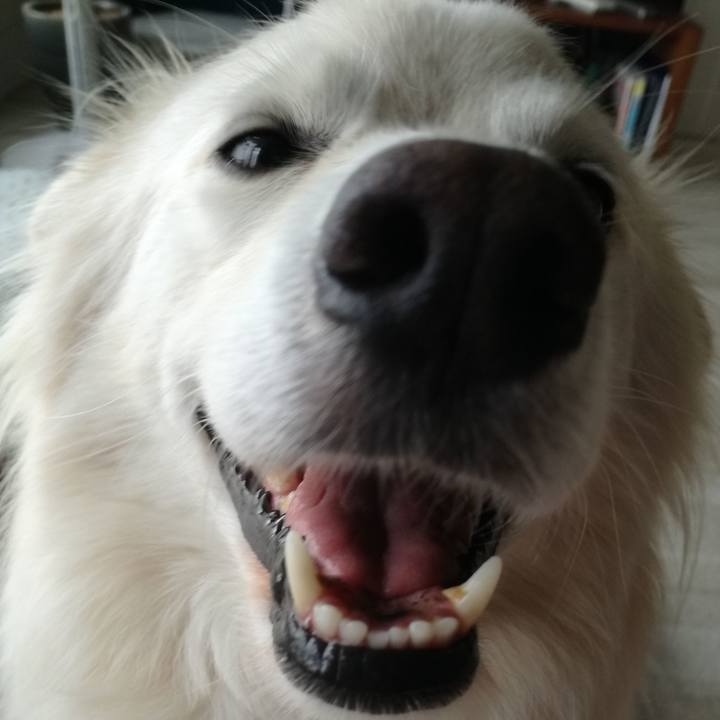 5abcc2e9 589c 4d1c 85f6 1a8e950cd66e