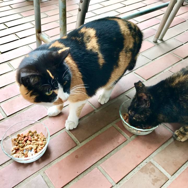 5aca0134 4ebb 4253 96e8 26539a2b25bb