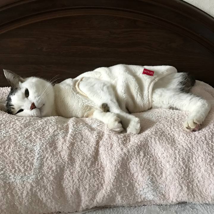 5ad42600 cfc5 4f5b 96de a7eb4d696df0