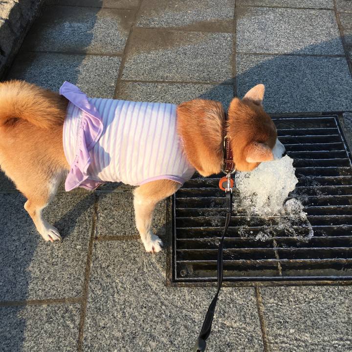 5ad4907a 4e74 451b 9095 a3a660ba2e56