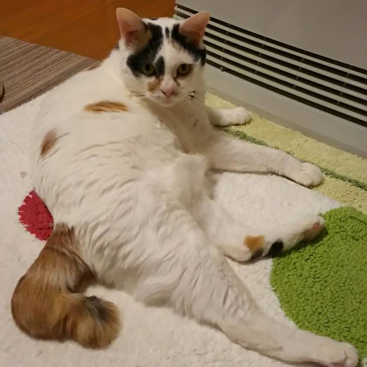 5adec4cd 85da 4320 8334 38f7ed2fb0e8