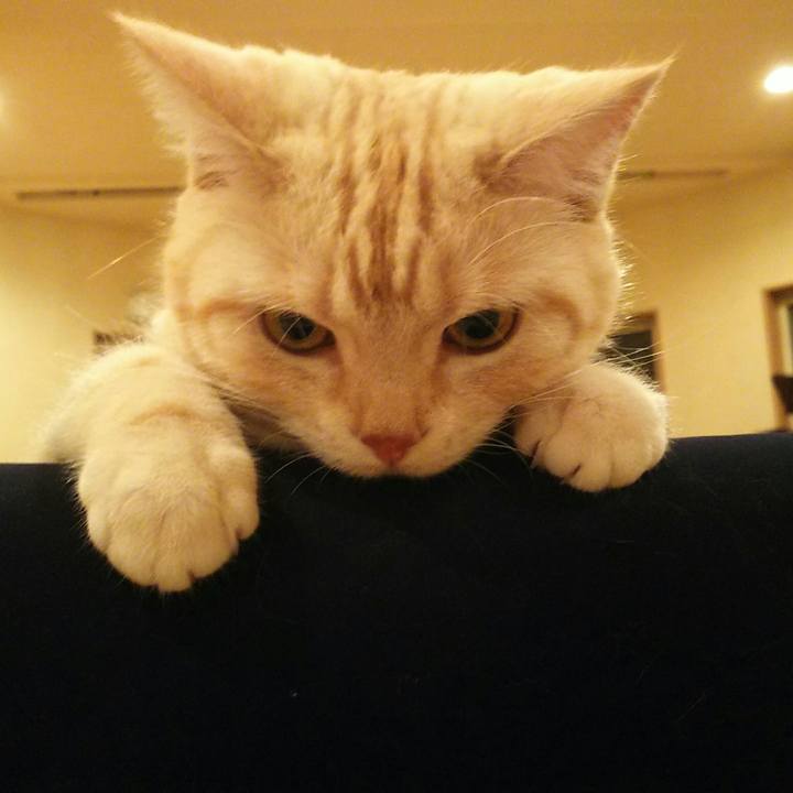 5adfa455 529b 4067 a7c7 17b15db3c678