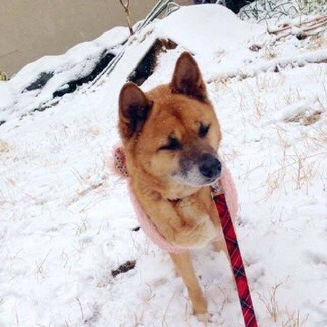 5ae11d8e bd52 431f b17b 345f7b0307f8