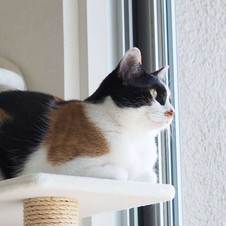 5ae339e0 1c2d 45e3 8dee 8140d0cacf99