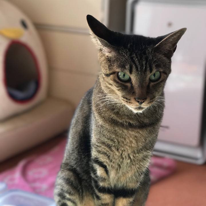 5ae501c8 c19d 439c a4ed 16bae9031c28