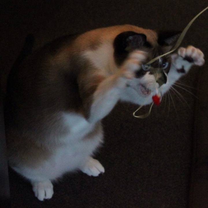 5ae6f28c 0413 4d86 be79 c533845705e8