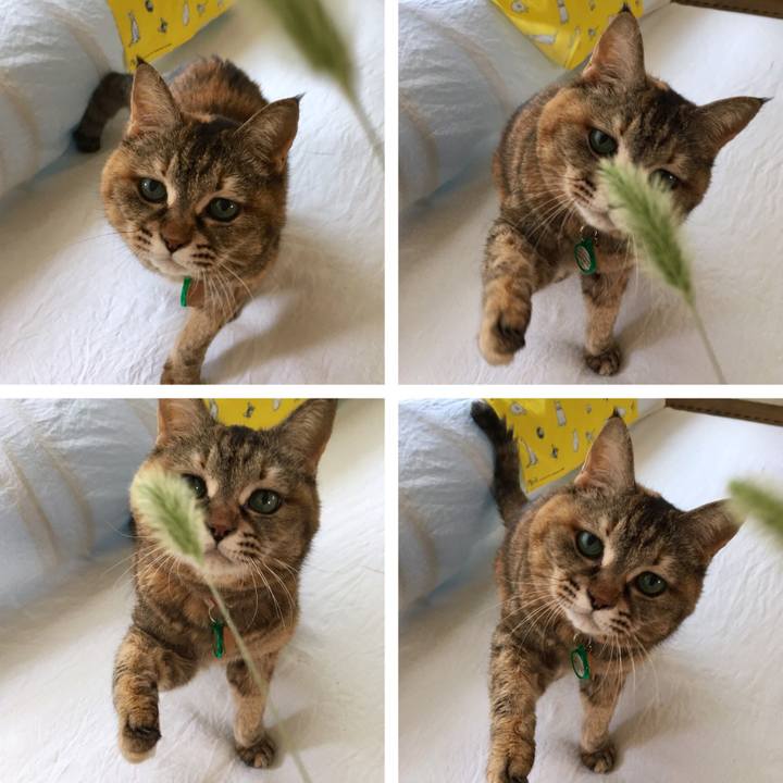 5ae808a6 327b 4ba2 90ef 73843f9c7bca