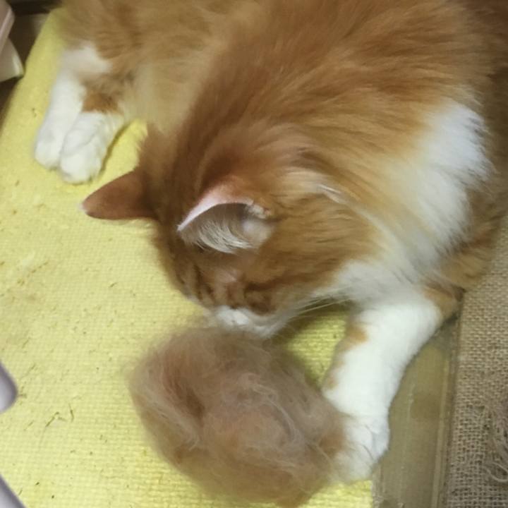 5afb0950 154e 4431 aa24 dd573d5f6101