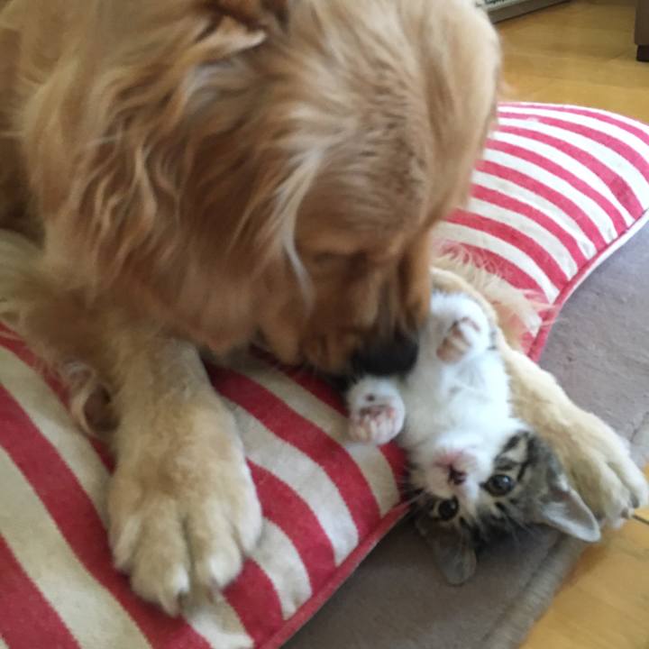 5afb5a61 6305 4110 b299 d96db22cca71