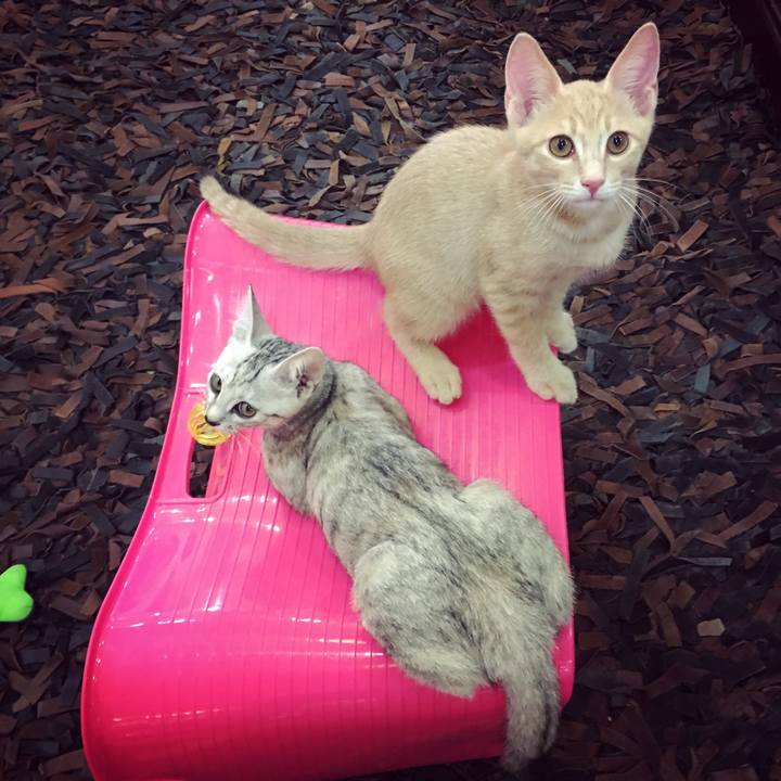 5b42e089 cef3 478b 8f6d 0655d3e6b49a