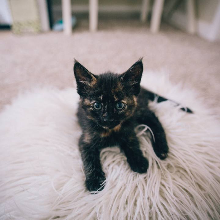 5b832307 9f98 4414 9668 1da07241c882